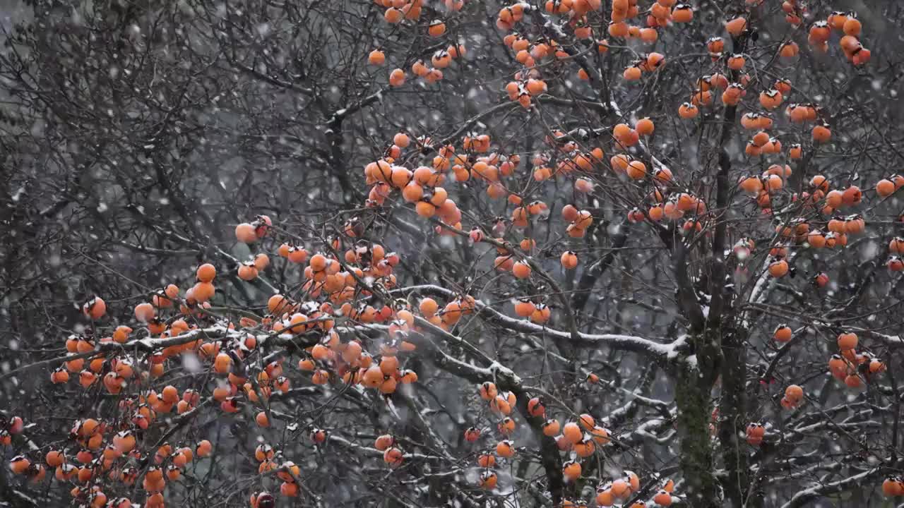 下雪天中的柿子树视频素材