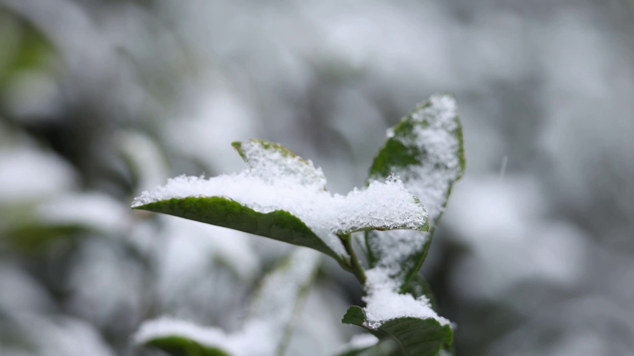 冬天雪落在茶树叶上视频素材