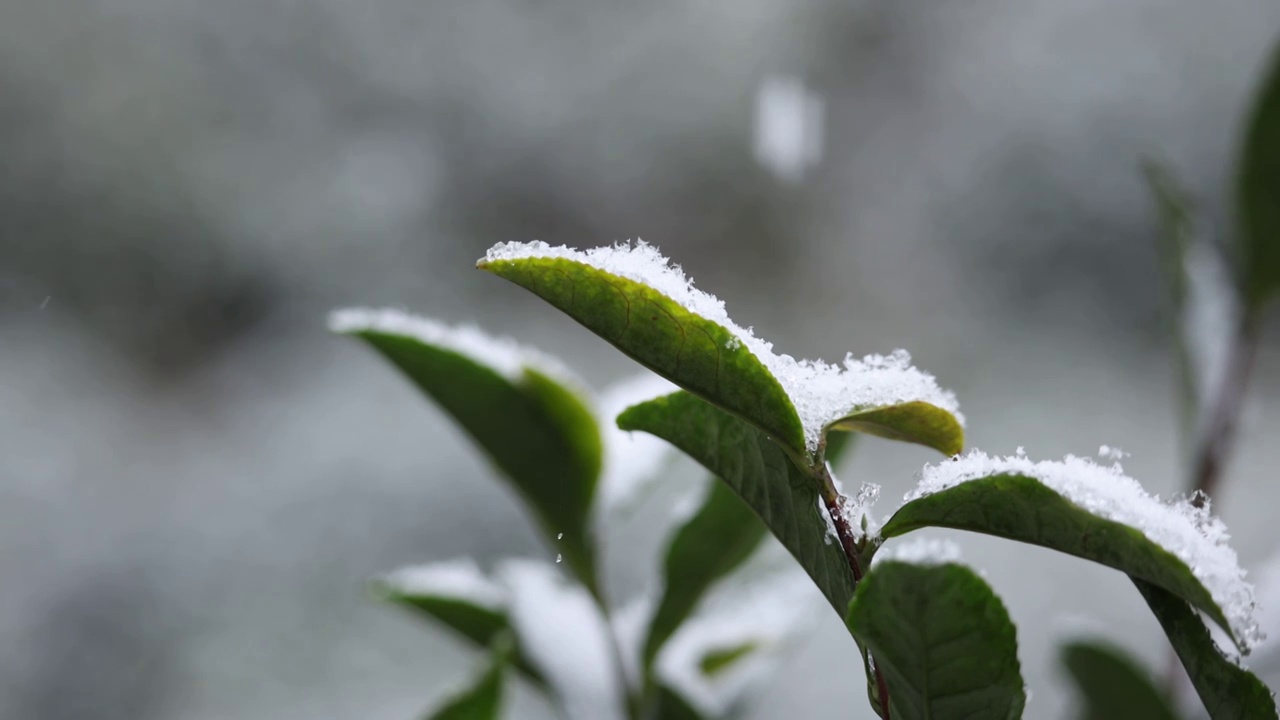 冬天雪落在茶树叶上视频素材