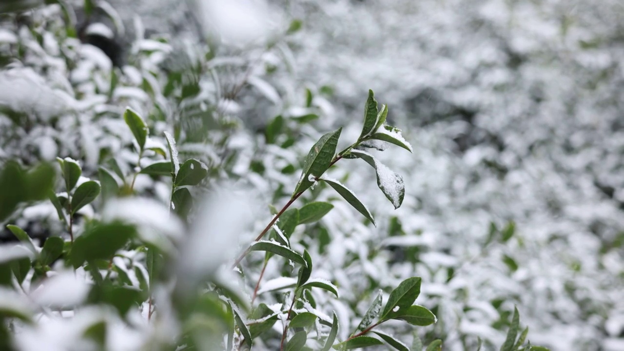 冬天雪落在茶树叶上视频素材