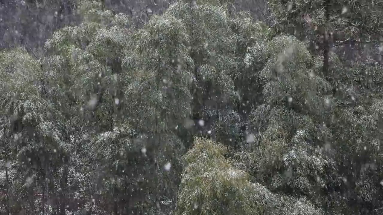 雪花飘落视频素材