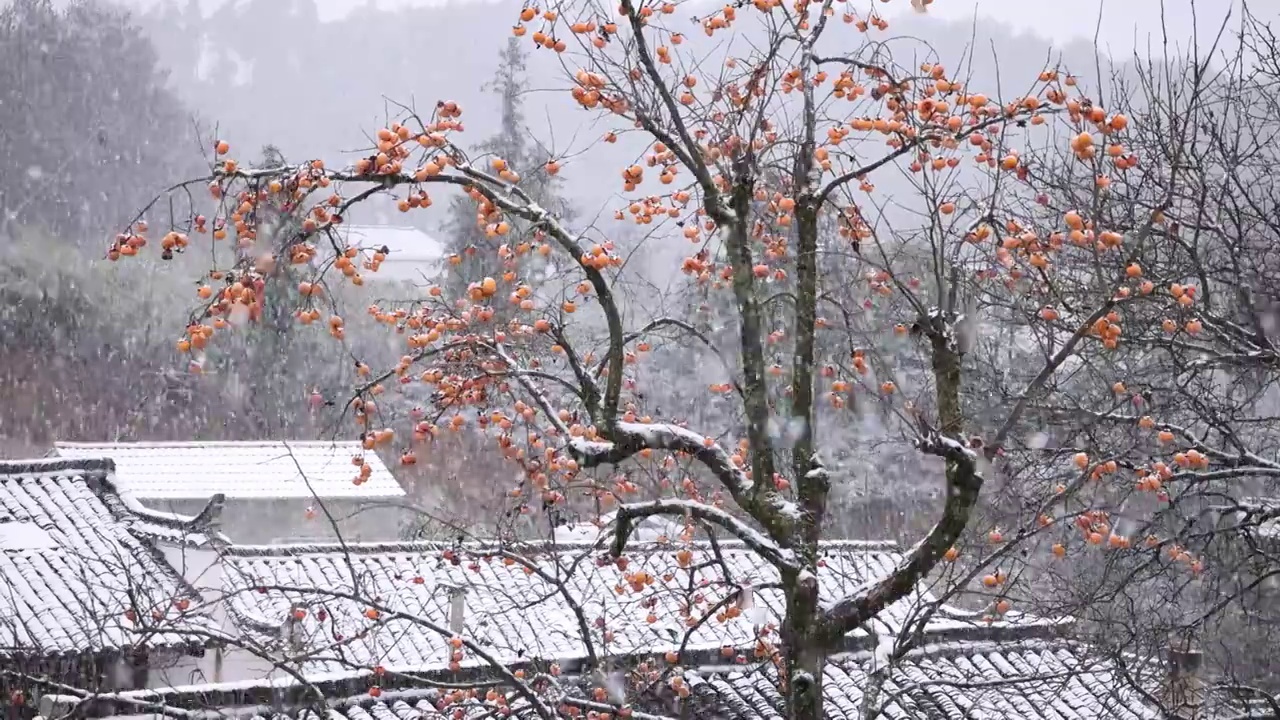 下雪天中的柿子树视频素材