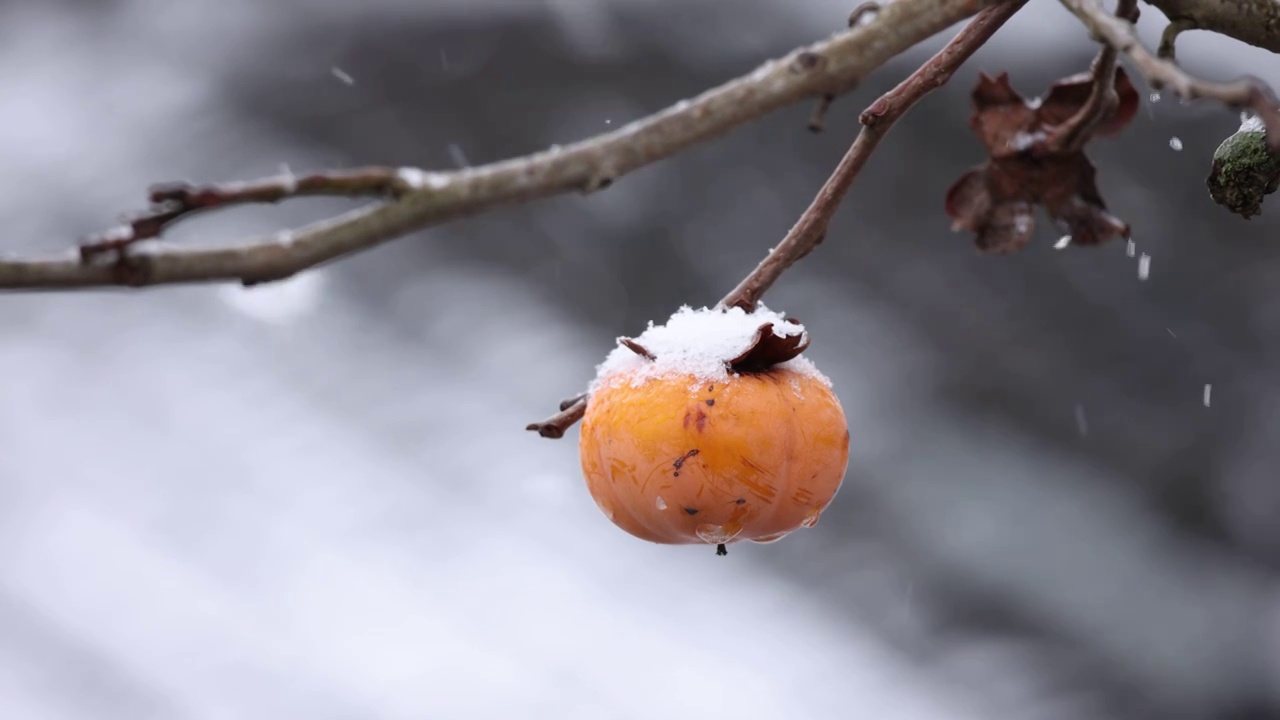 下雪天中的柿子视频素材