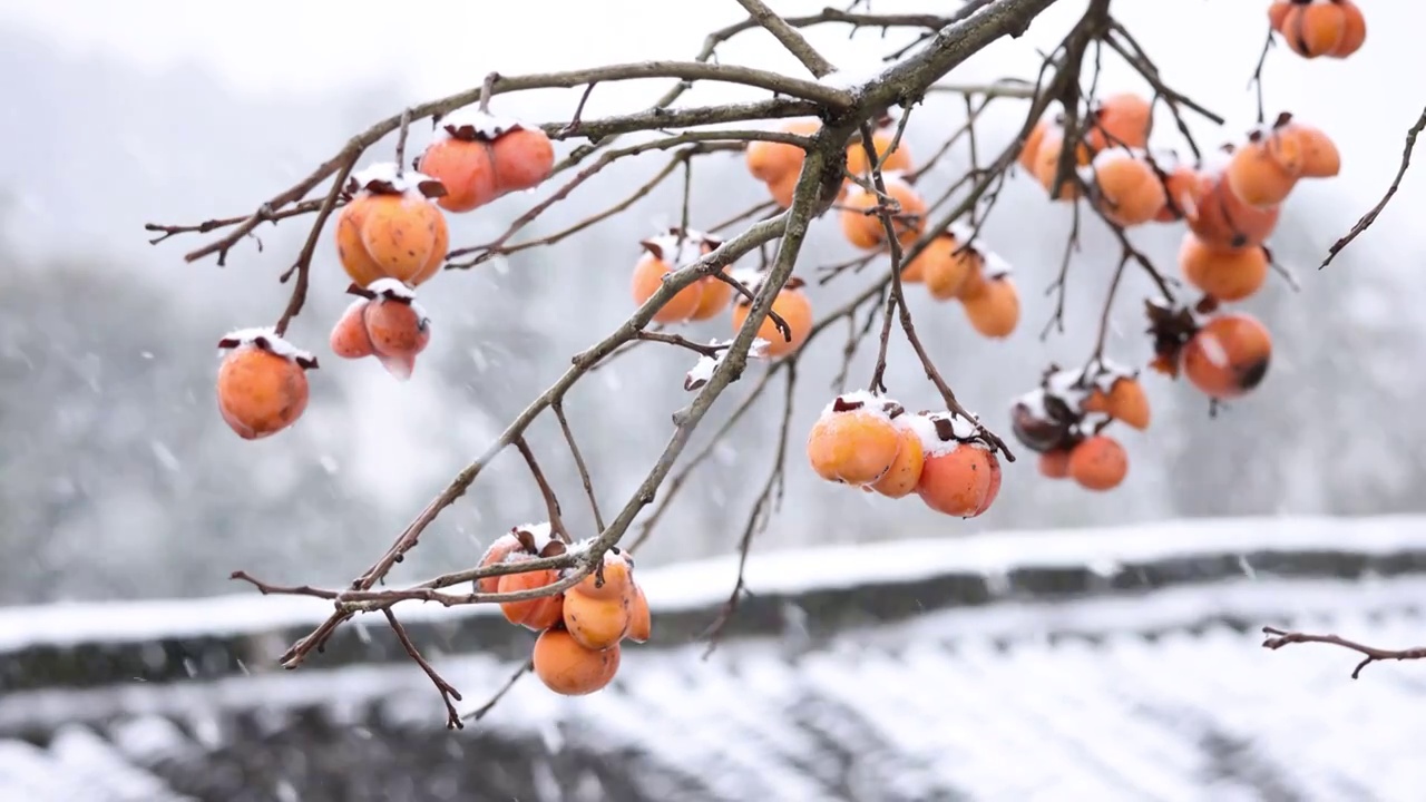 下雪天中的柿子视频素材