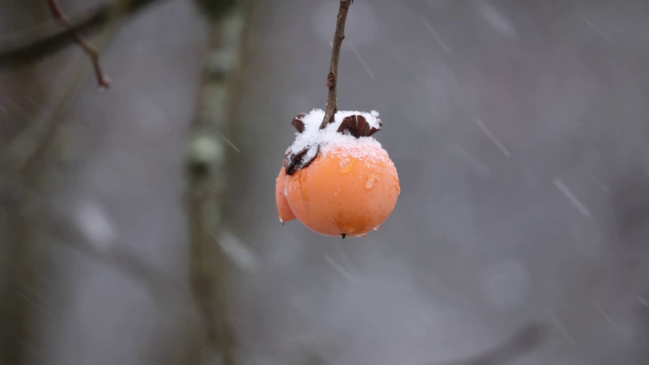 下雪天中的柿子视频素材