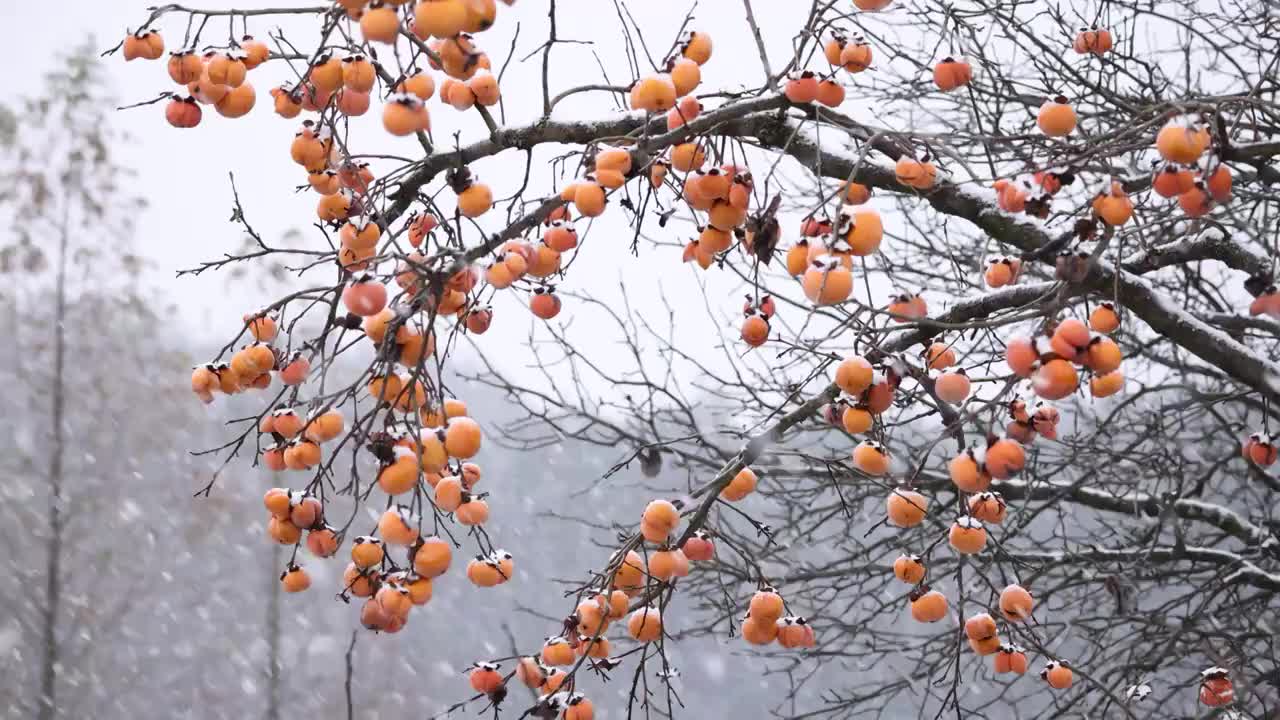 下雪天中的柿子视频素材