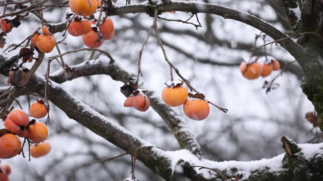 下雪天中的柿子视频素材