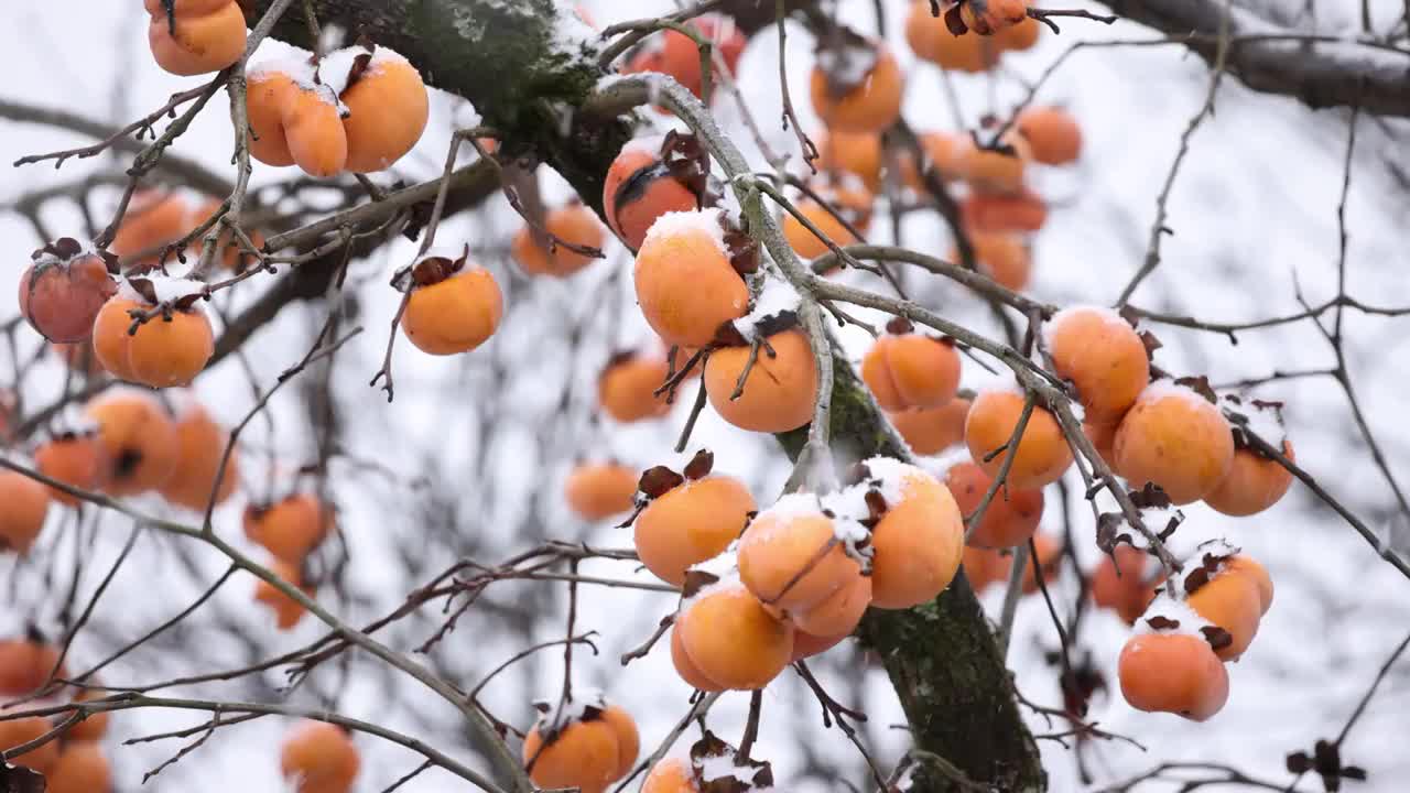 下雪天中的柿子视频素材