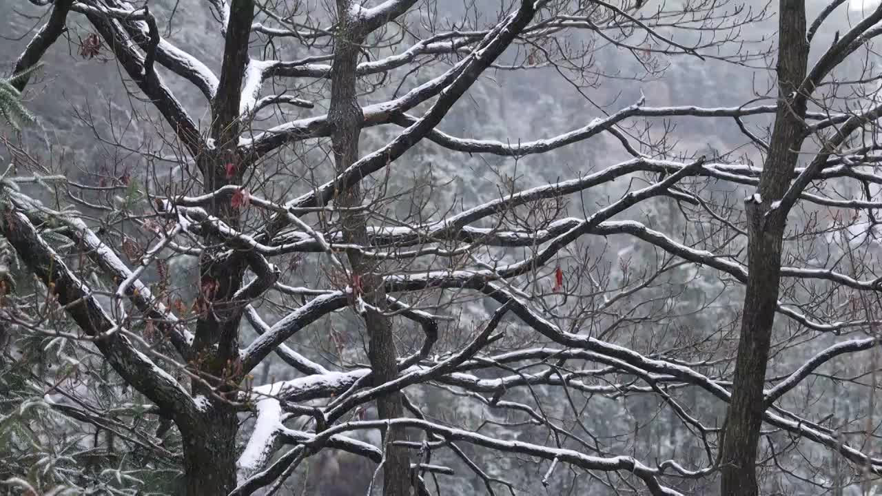 树枝在雪天视频素材