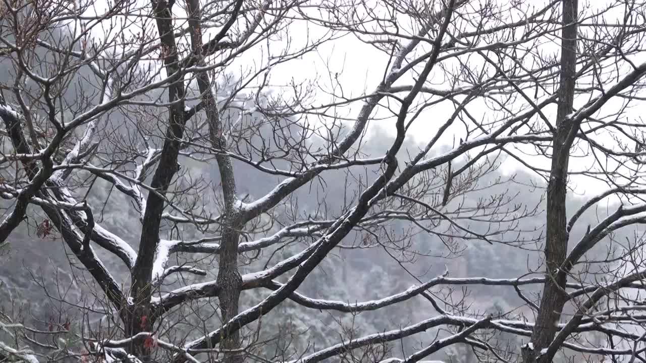 树枝在雪天视频素材