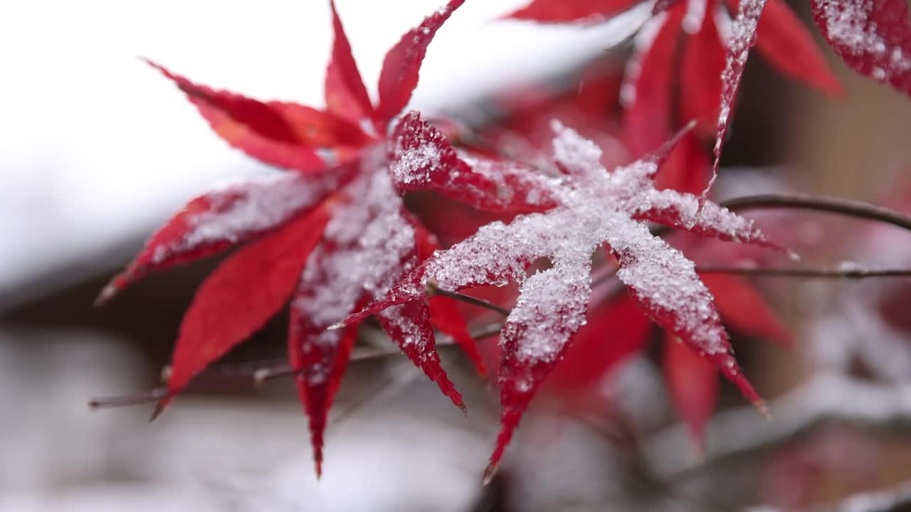 下雪中的红枫叶视频素材