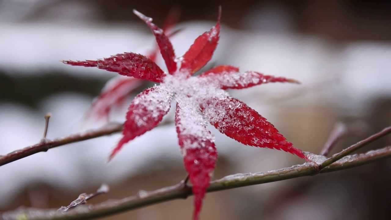 下雪中的红枫叶视频素材