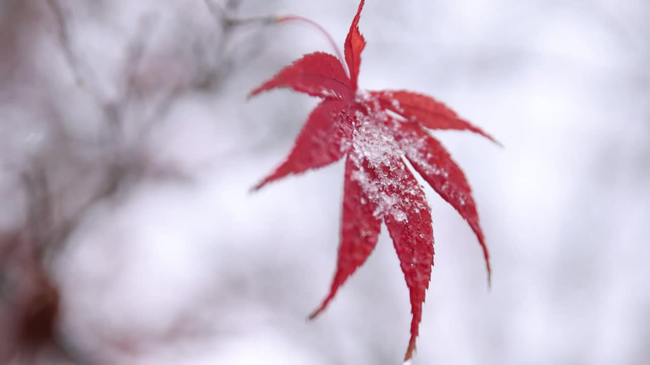 下雪中的红枫叶视频素材