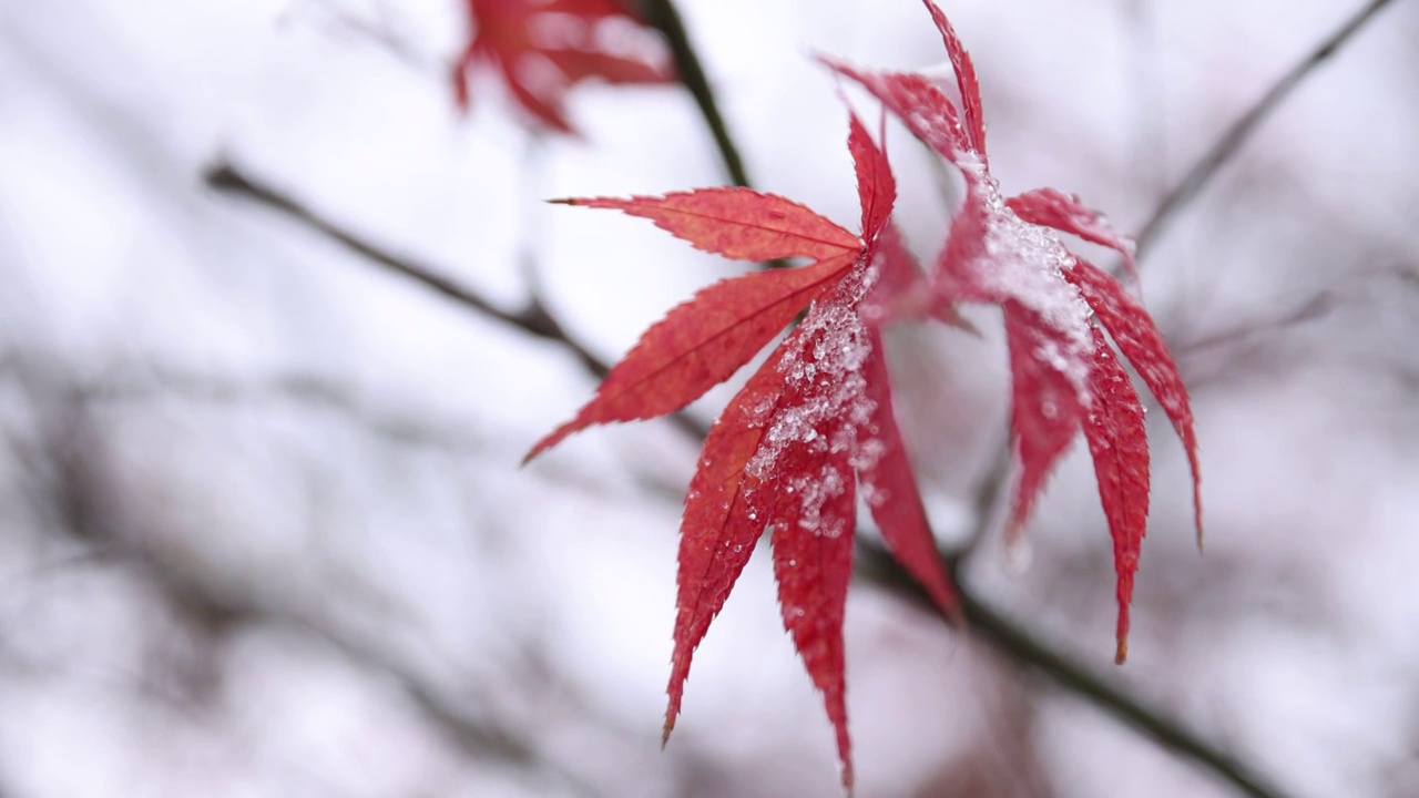 下雪中的红枫叶视频素材