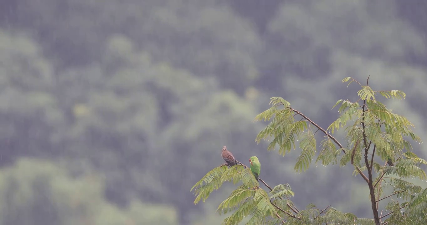 雨中的野生动物视频素材