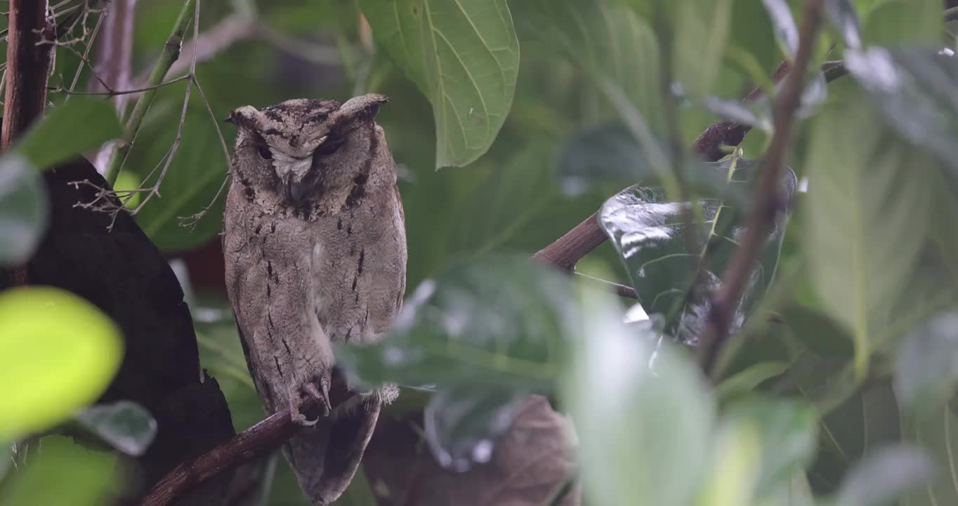 雨中的猫头鹰视频素材