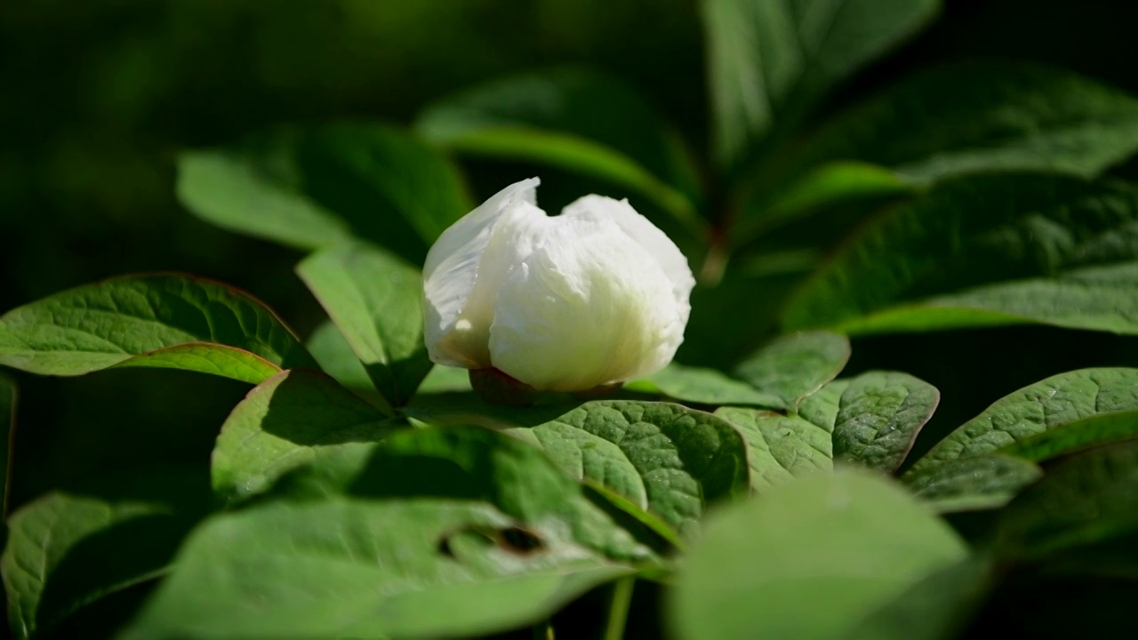 草芍药花视频素材