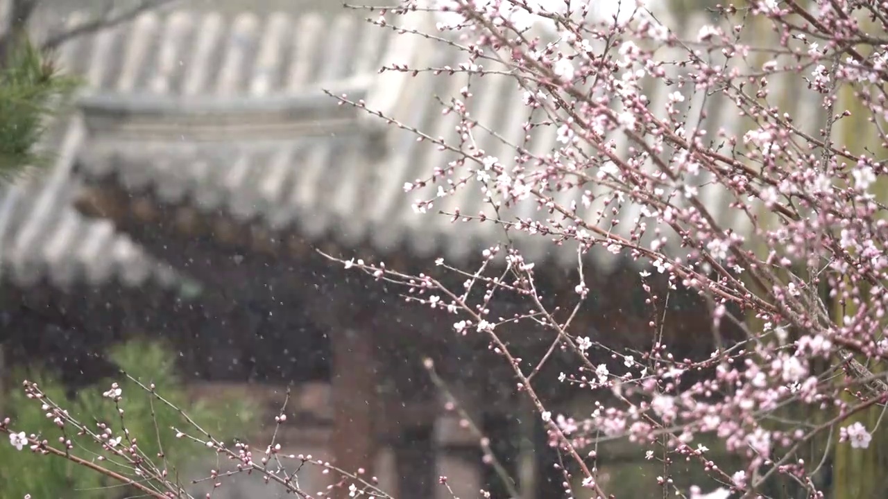 中国园林博物馆春雪视频素材