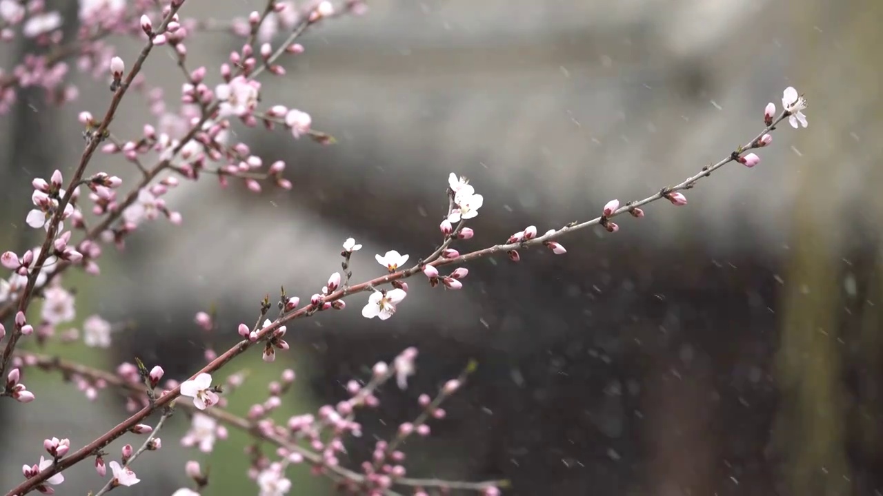 中国园林博物馆春雪视频素材