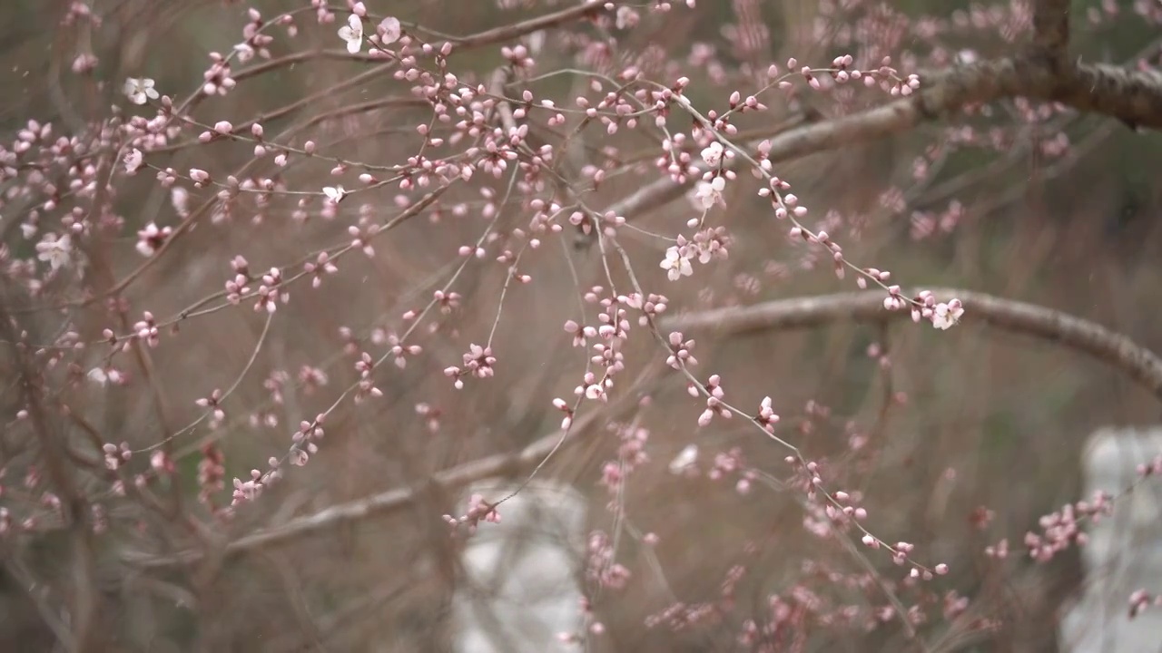 中国园林博物馆春雪视频素材