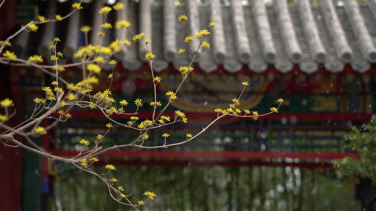 中国园林博物馆春雪视频素材