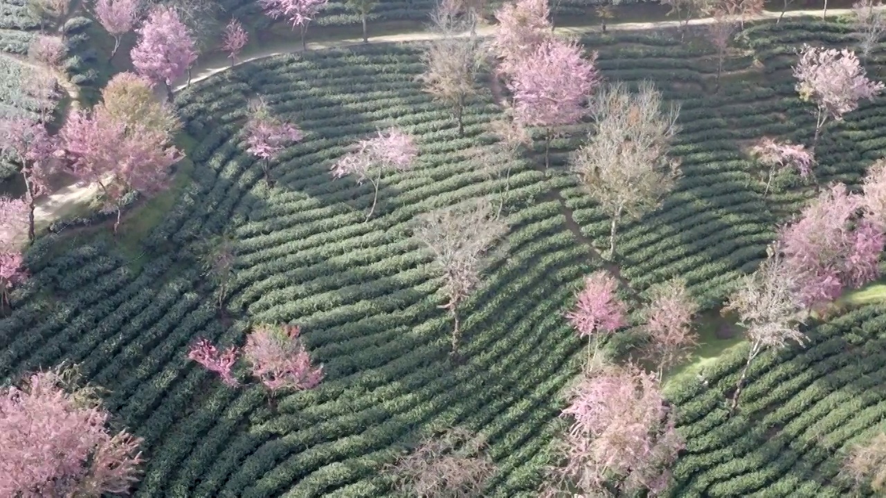 无量山樱花视频下载