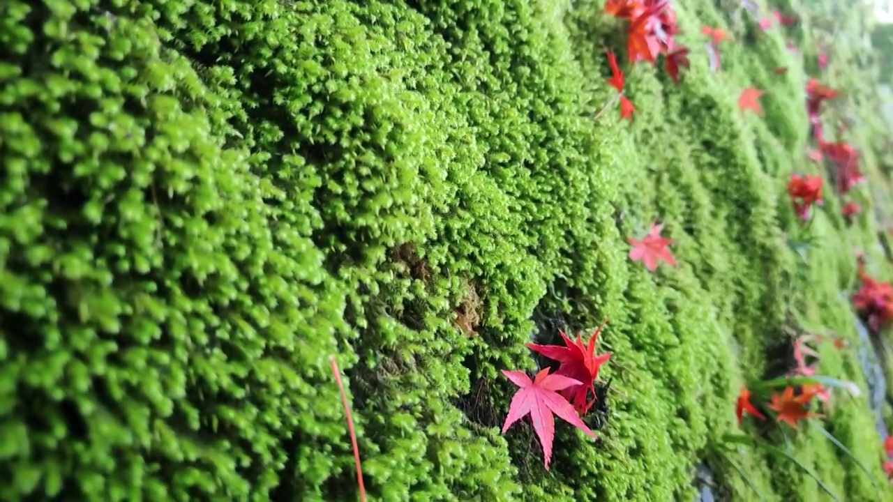 青苔和红叶视频素材