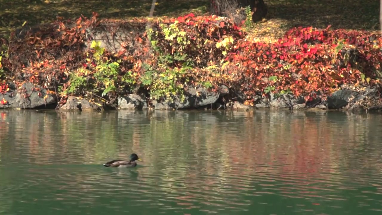 北京颐和园秋天风光视频素材