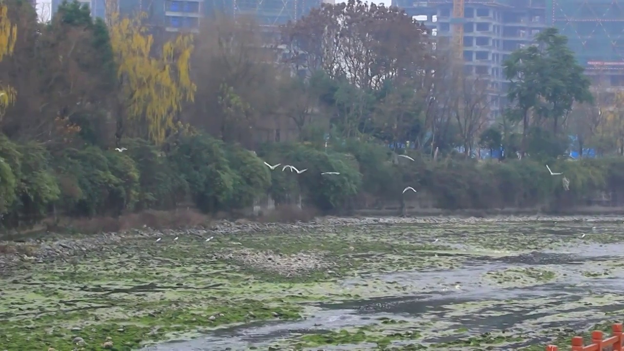 四川省成都市温江区江安河冬天傍晚飞翔的白鹭视频素材