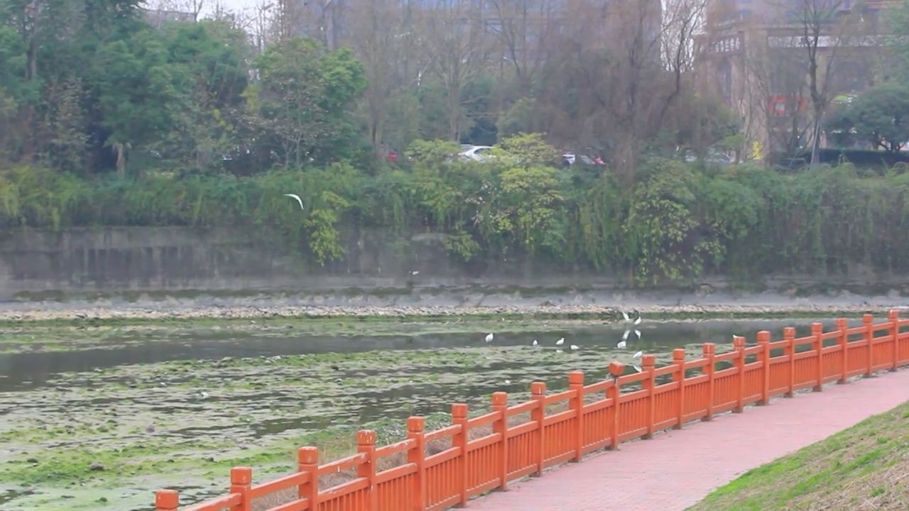 四川省成都市温江区江安河冬天傍晚飞翔的白鹭视频素材