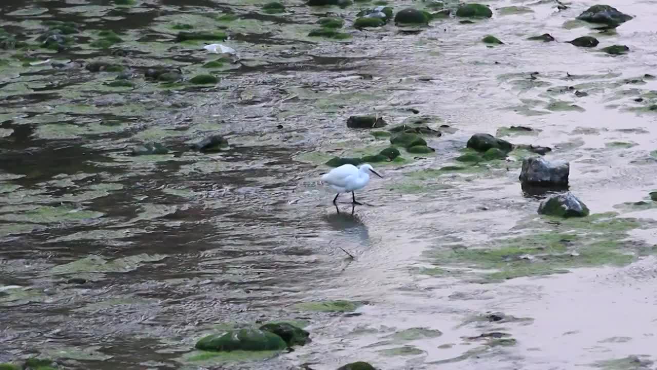 四川省成都市温江区江安河冬天傍晚河水中捕食的白鹭视频素材