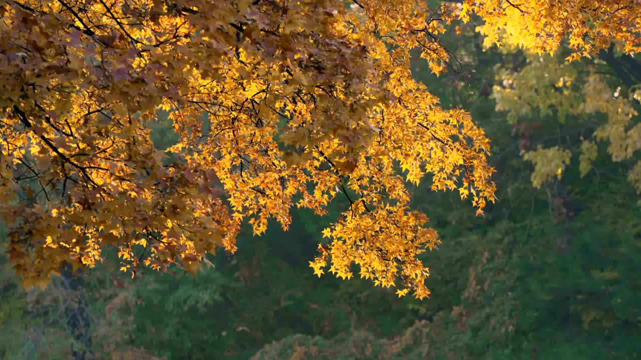 北京颐和园秋天风光视频素材