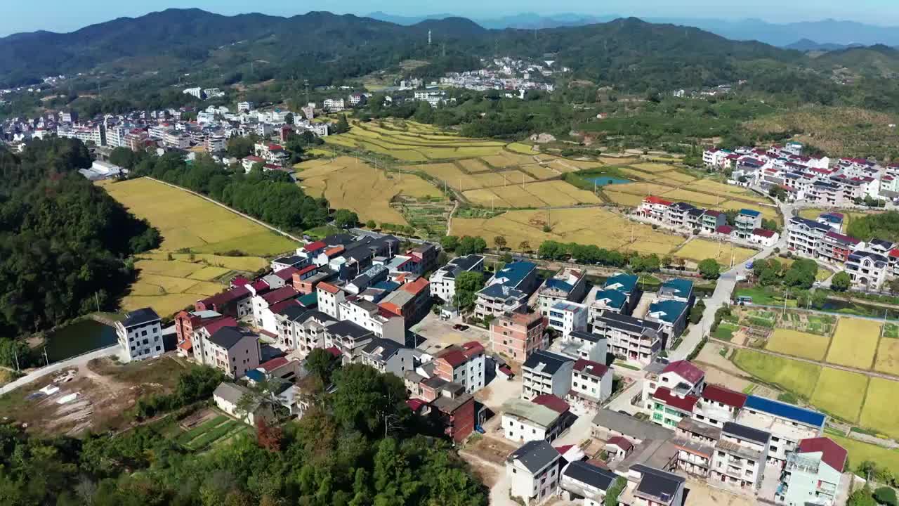 浙江义乌大陈美丽乡村金色稻田风光航拍 合集（合集）视频素材