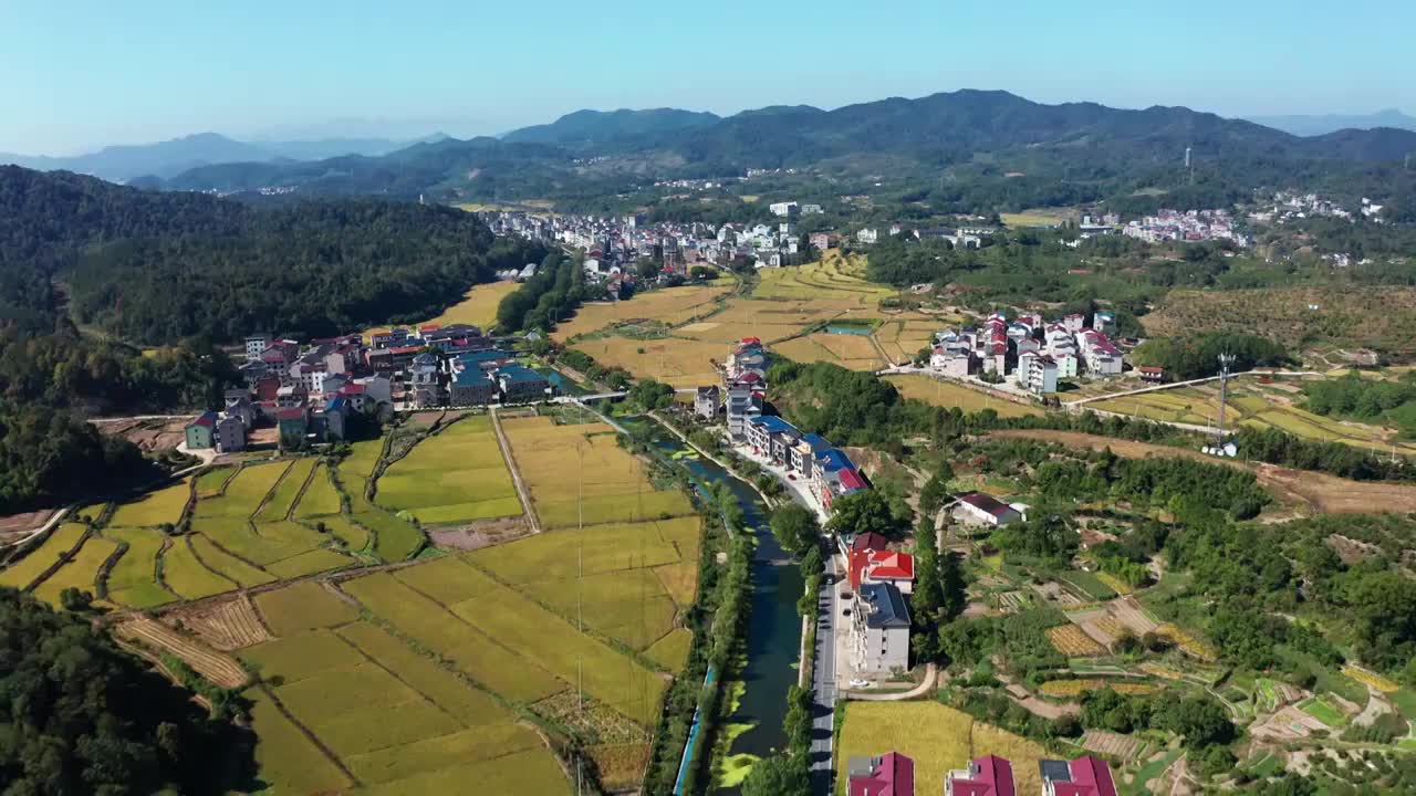 浙江美丽乡村金色稻田田园风光航拍 合集（合集）视频素材