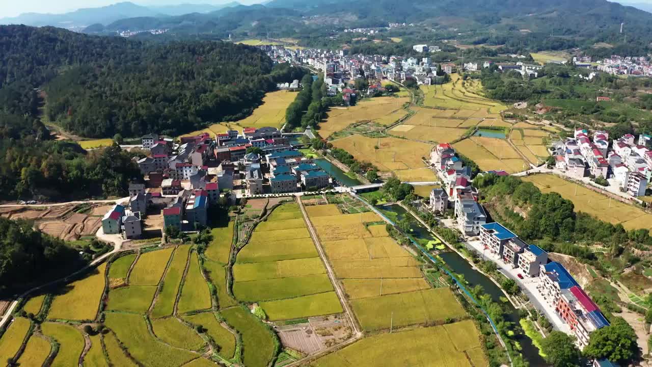 义乌乡村田园金色稻田风光鸟瞰航拍视频素材