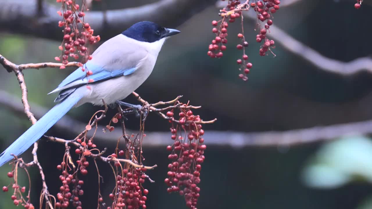 喜鹊啄食视频素材