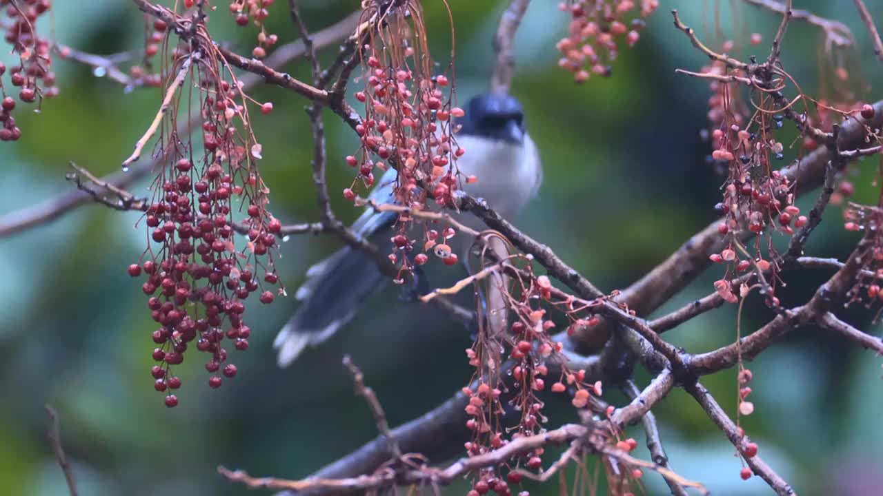 喜鹊啄食视频素材