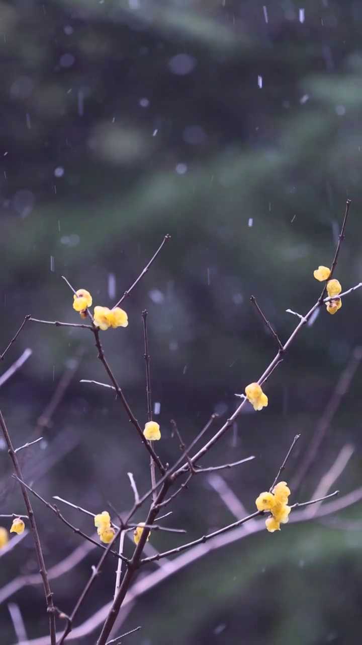 下雪了视频素材