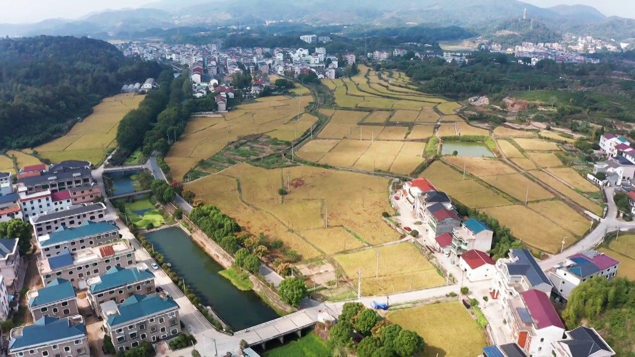 浙江义乌大陈美丽乡村金色稻田田园风光航拍合集（合集）视频素材