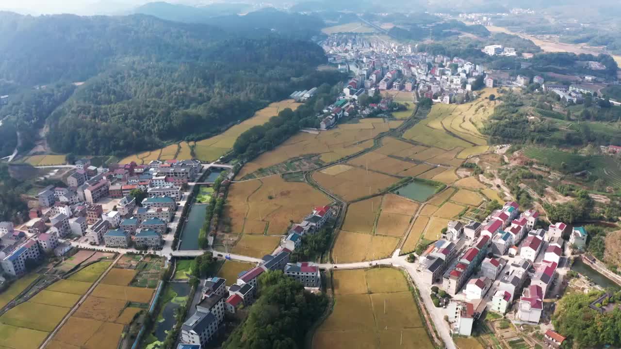 浙江义乌秋季美丽乡村金色稻田田园风光航拍视频素材