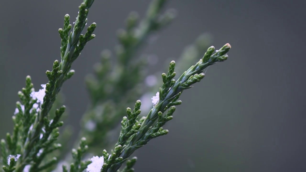 下雪了视频素材