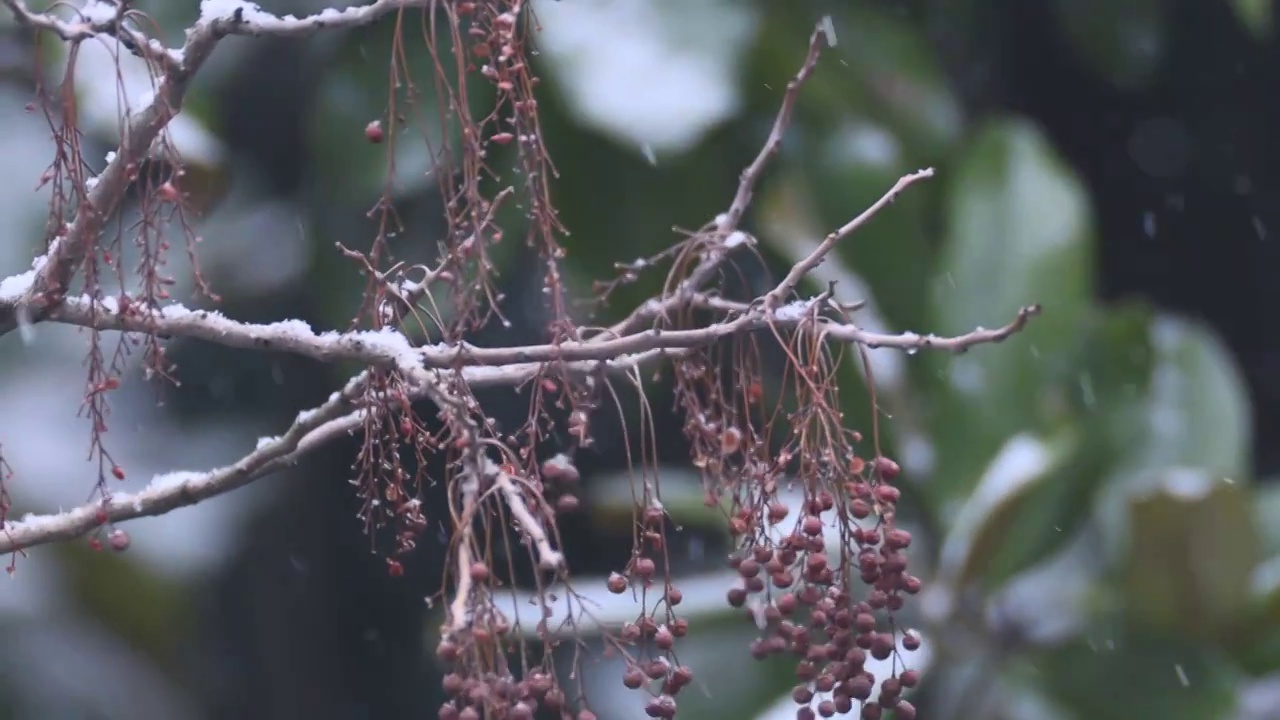 下雪了视频素材