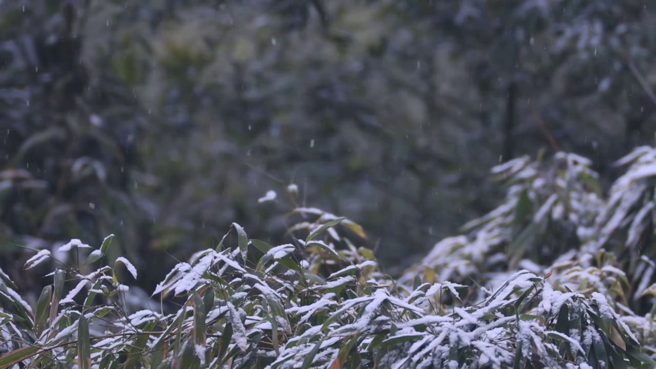 下雪了视频素材