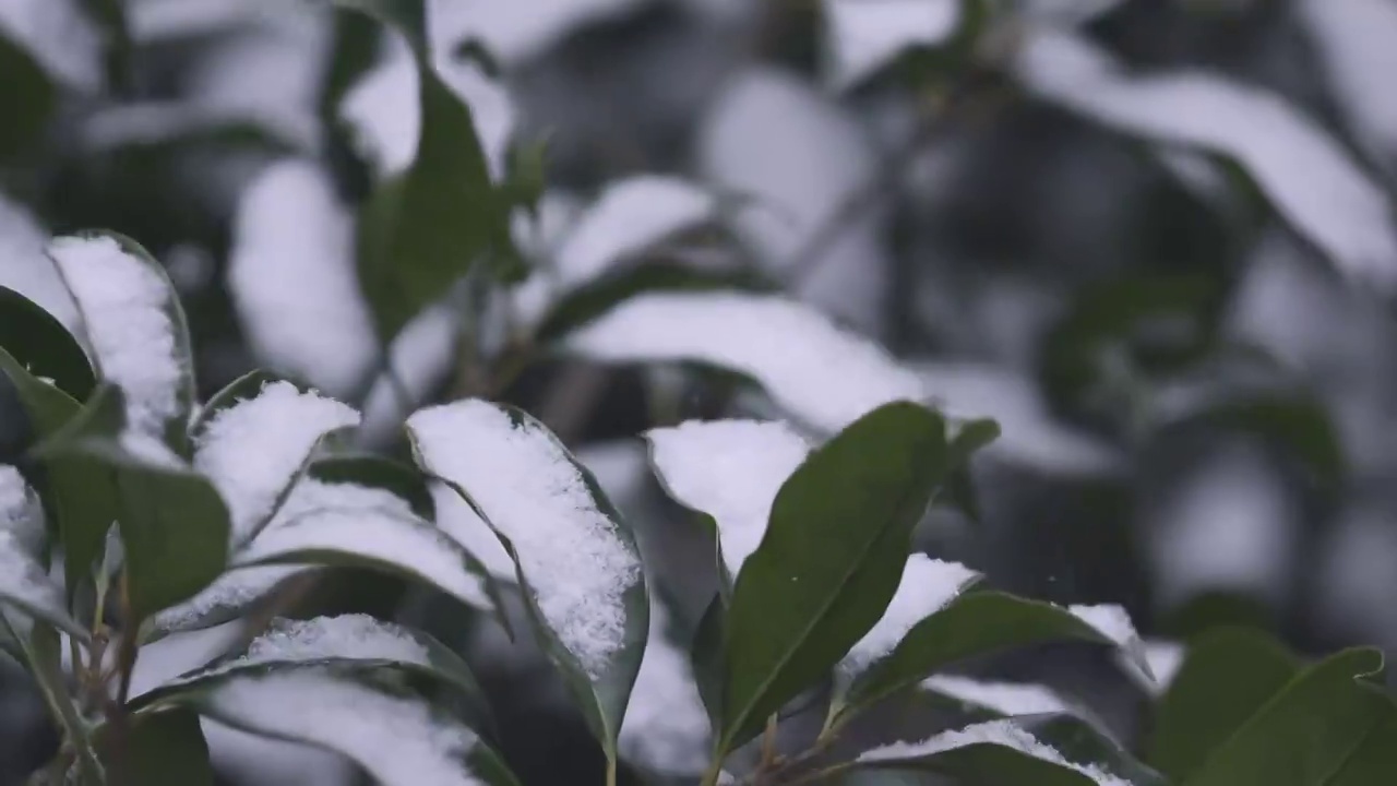 雪中梅花视频素材