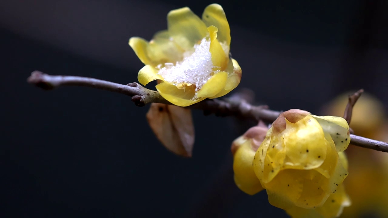 雪中梅花视频素材