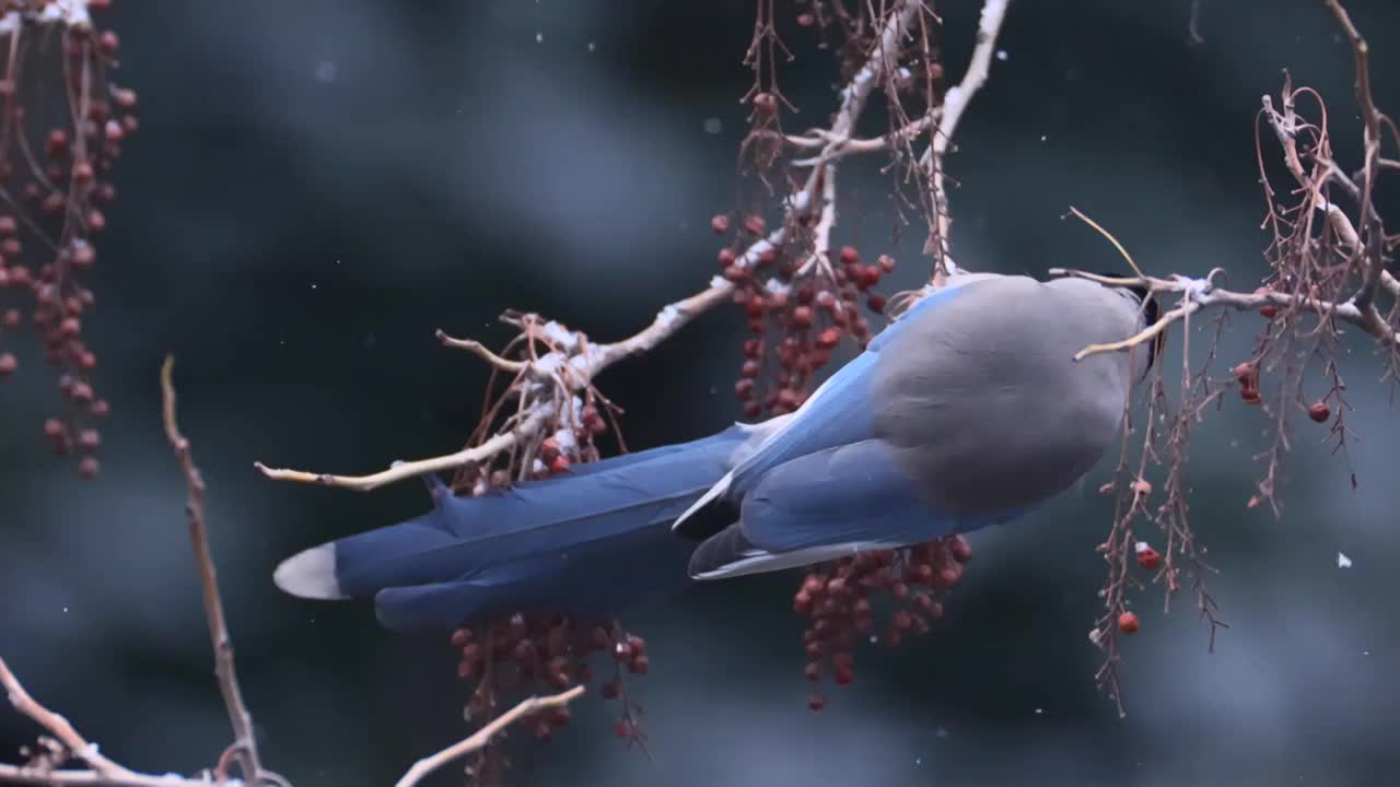 大雪中啄食浆果的喜鹊视频素材