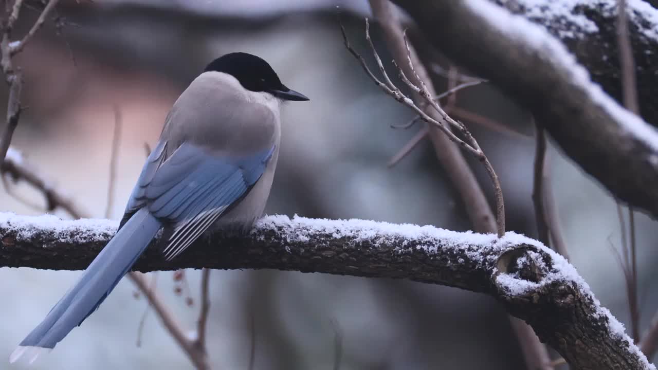 大雪中啄食浆果的喜鹊视频素材