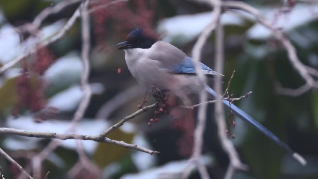 大雪中啄食浆果的喜鹊视频素材