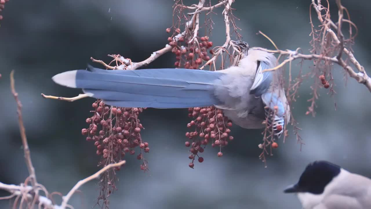 大雪中啄食浆果的喜鹊视频素材