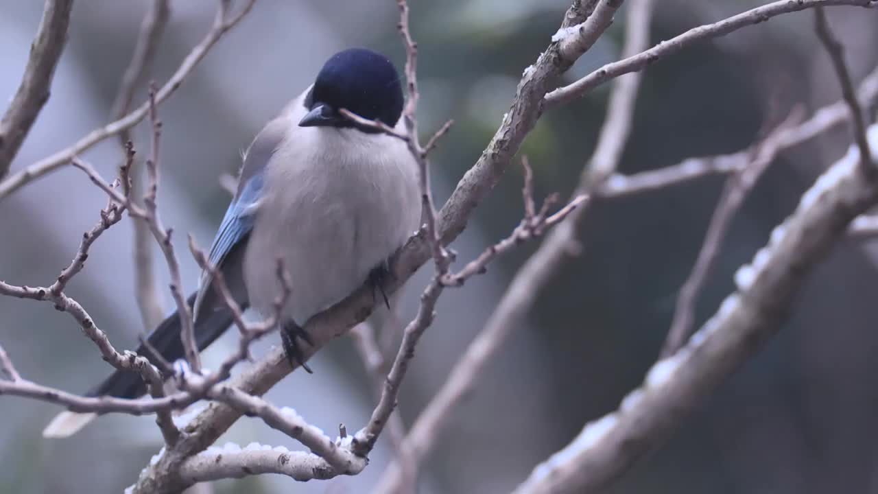 大雪中啄食浆果的喜鹊视频素材